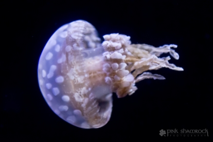 Spotted Lagoon Jelly at the National Aquarium in Baltimore, Maryland.