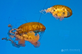 Pacific Sea Nettle at the National Aquarium in Baltimore, Maryland.