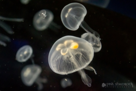Moon Jelly at the National Aquarium in Baltimore, Maryland.