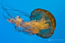 Pacific Sea Nettle at the National Aquarium in Baltimore, Maryland.